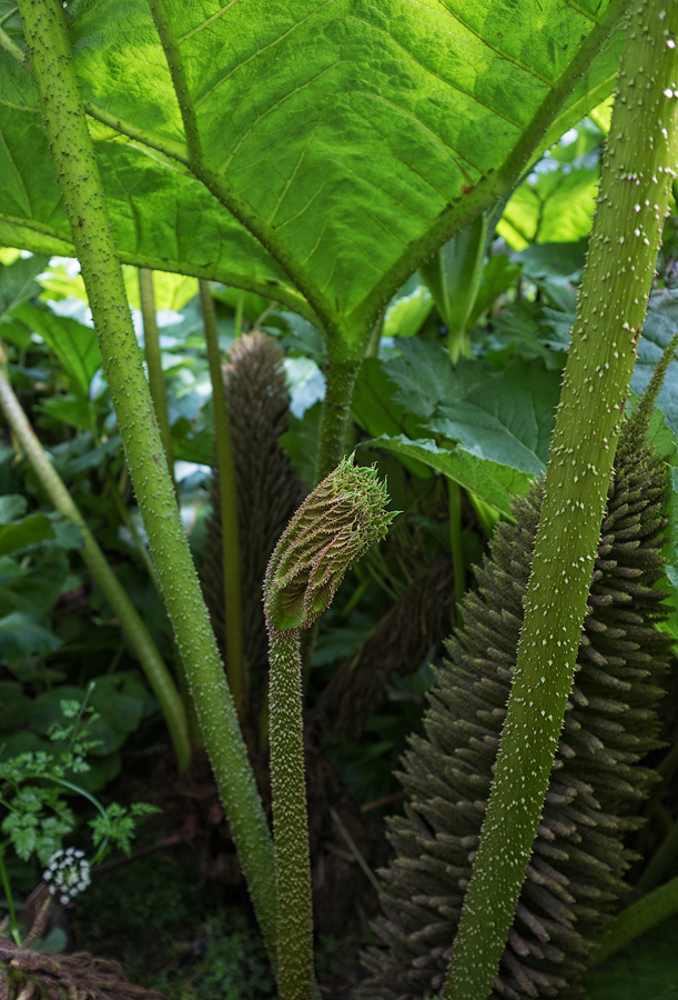 Heligan