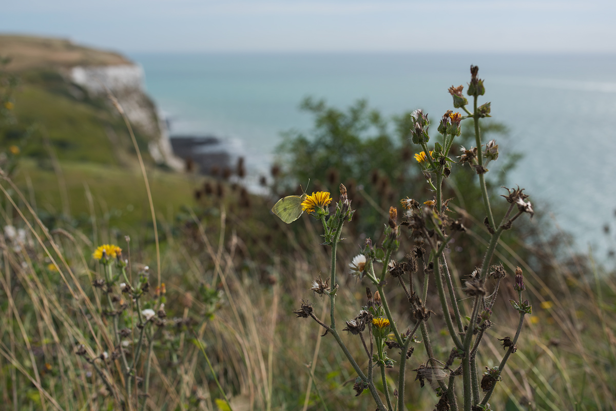 Dover