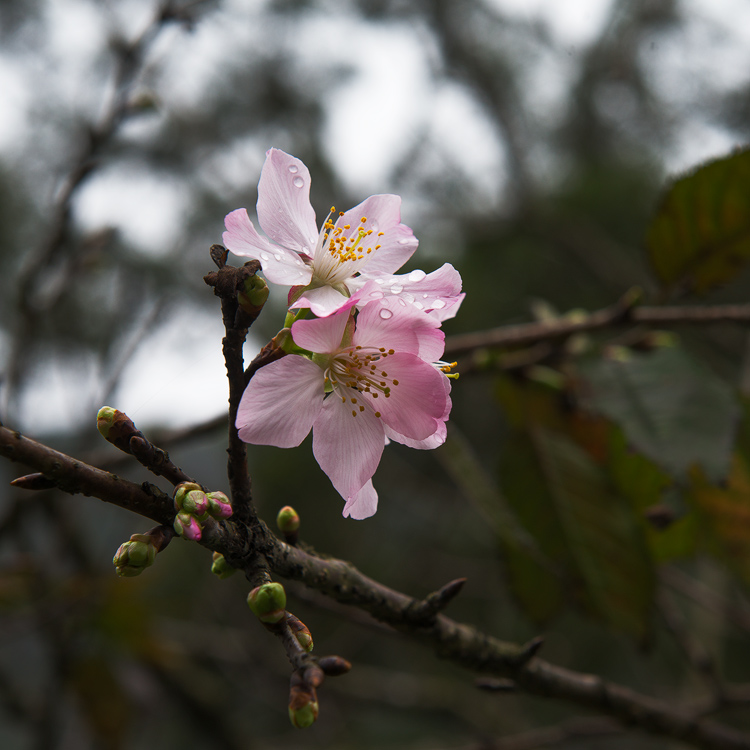 kirschblüte