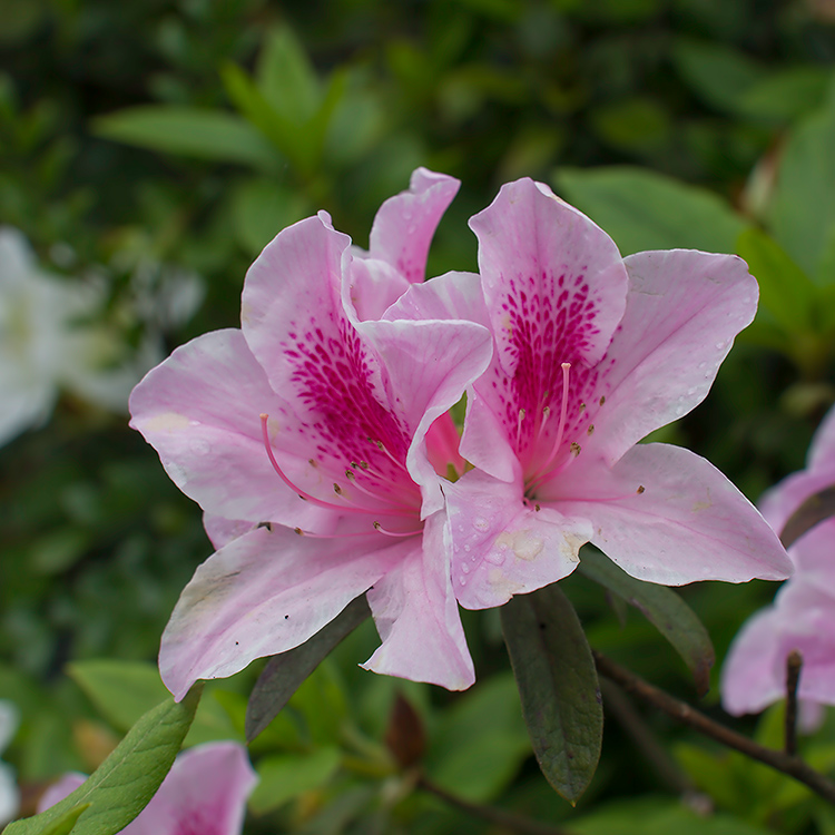 blüten
