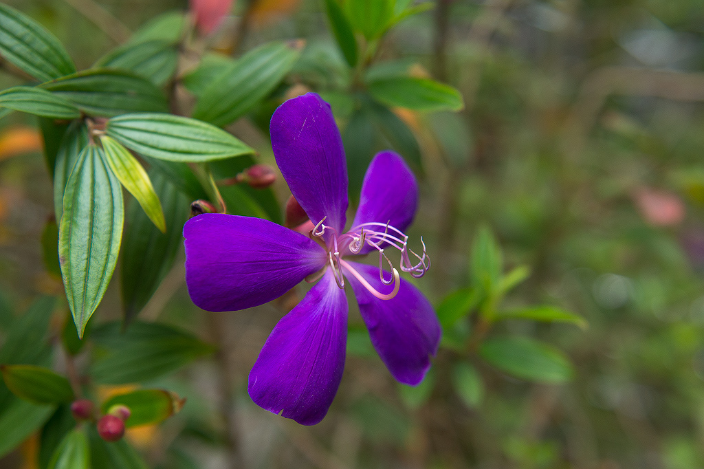 blüten