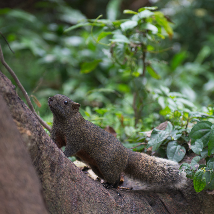 waldrothörnchen