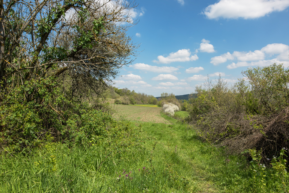 Am Walberla 2016