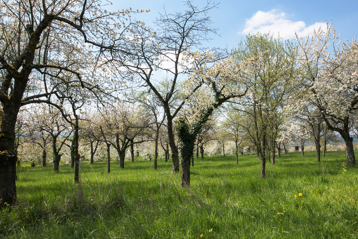 Am Walberla 2016