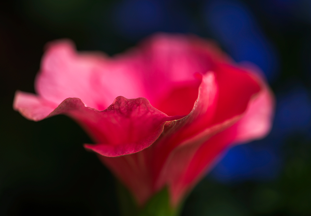 Hibiskus