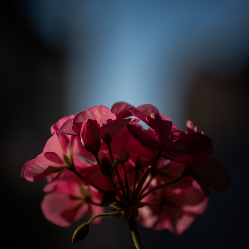 Pelargonie 1