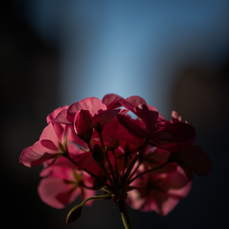 Pelargonie 1