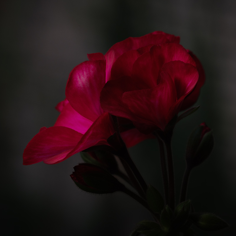 Pelargonie 2