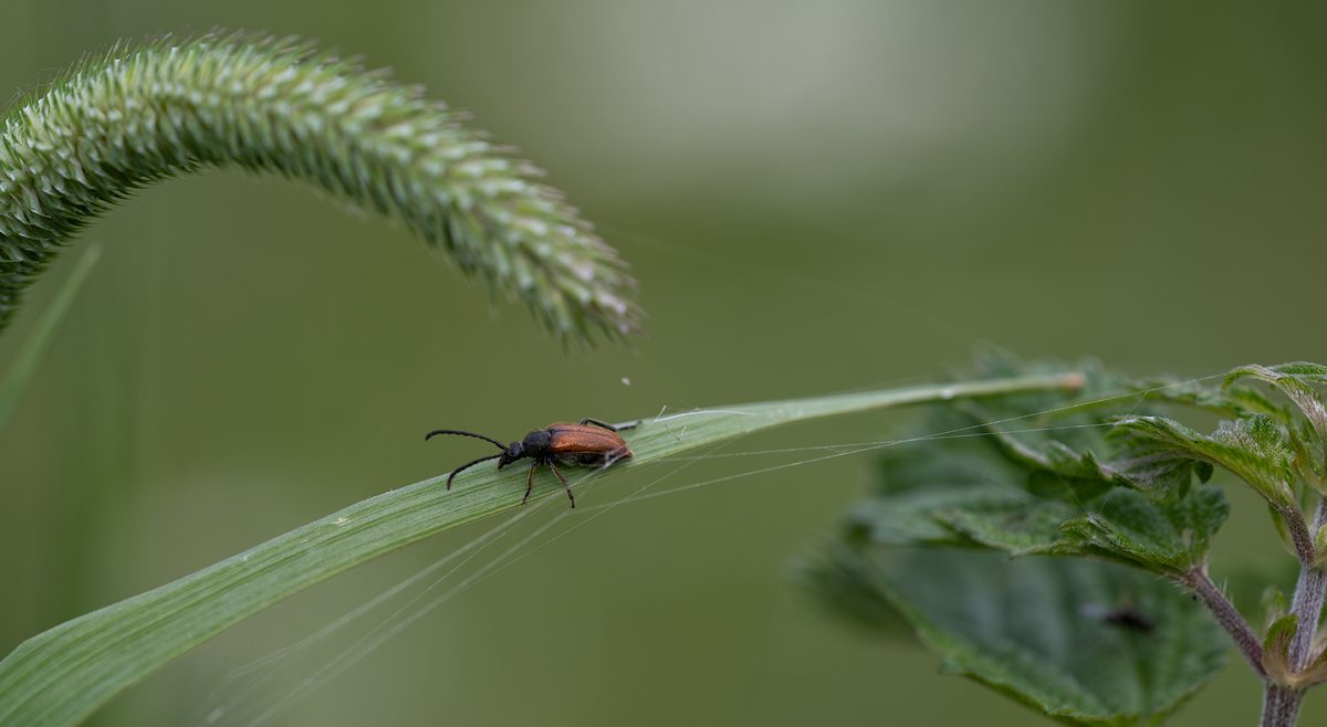 Bockkäfer/longhorned beetle
