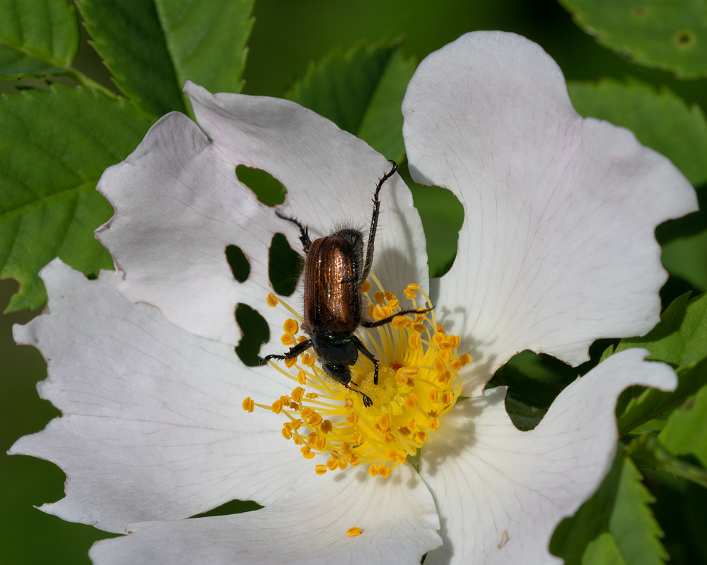 Gartenlaubkäfer/garden chafer