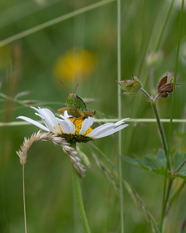 Grashüpfer/grasshopper