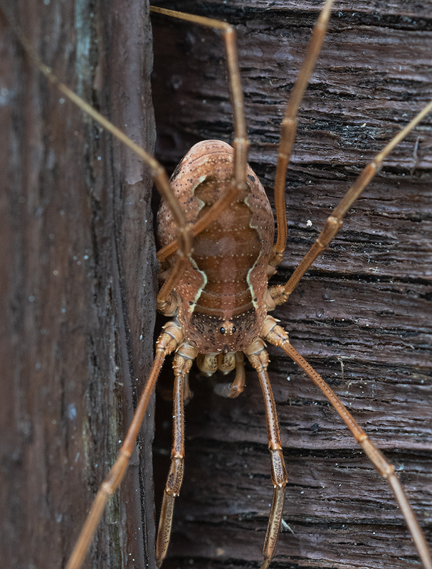 Weberknecht/harvestman