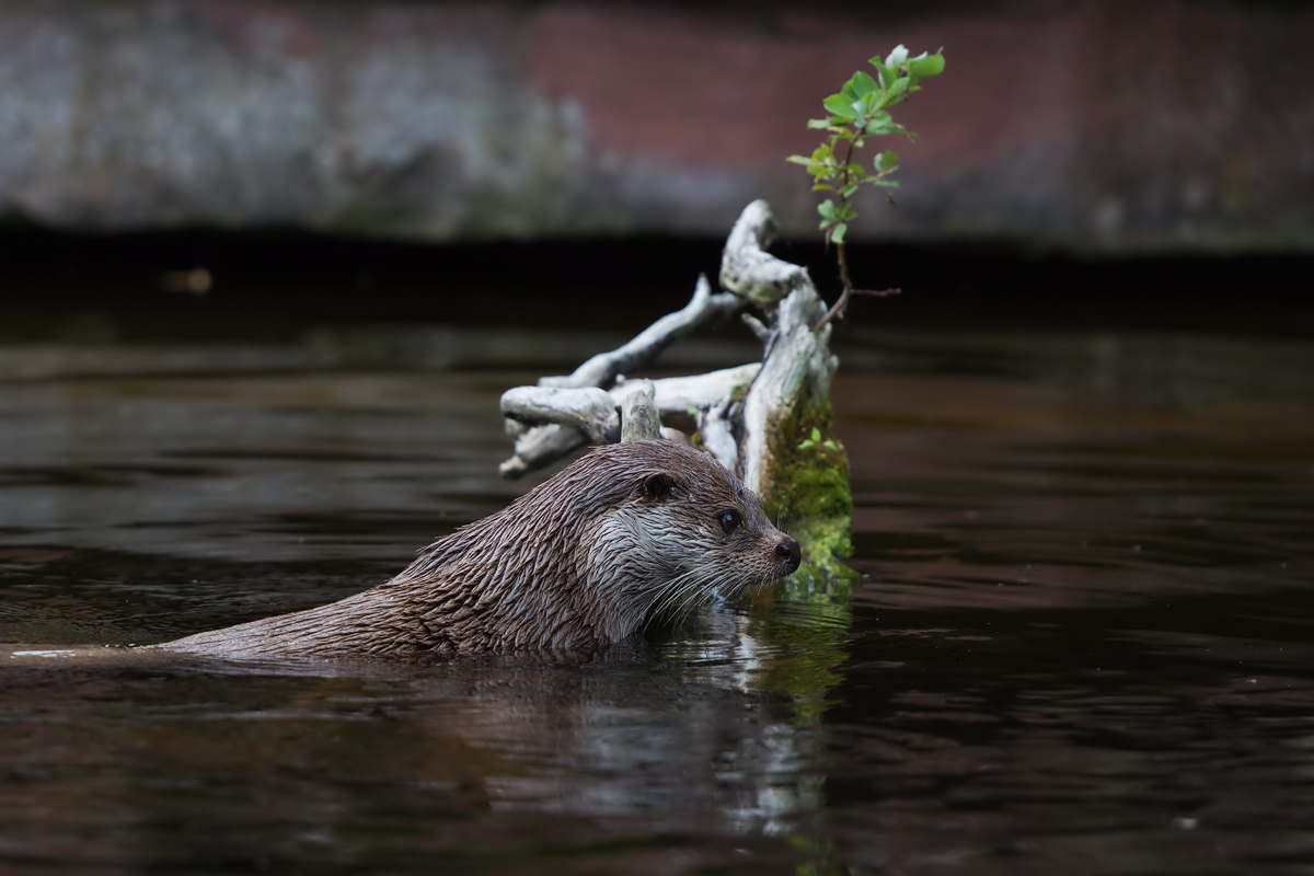 Otter