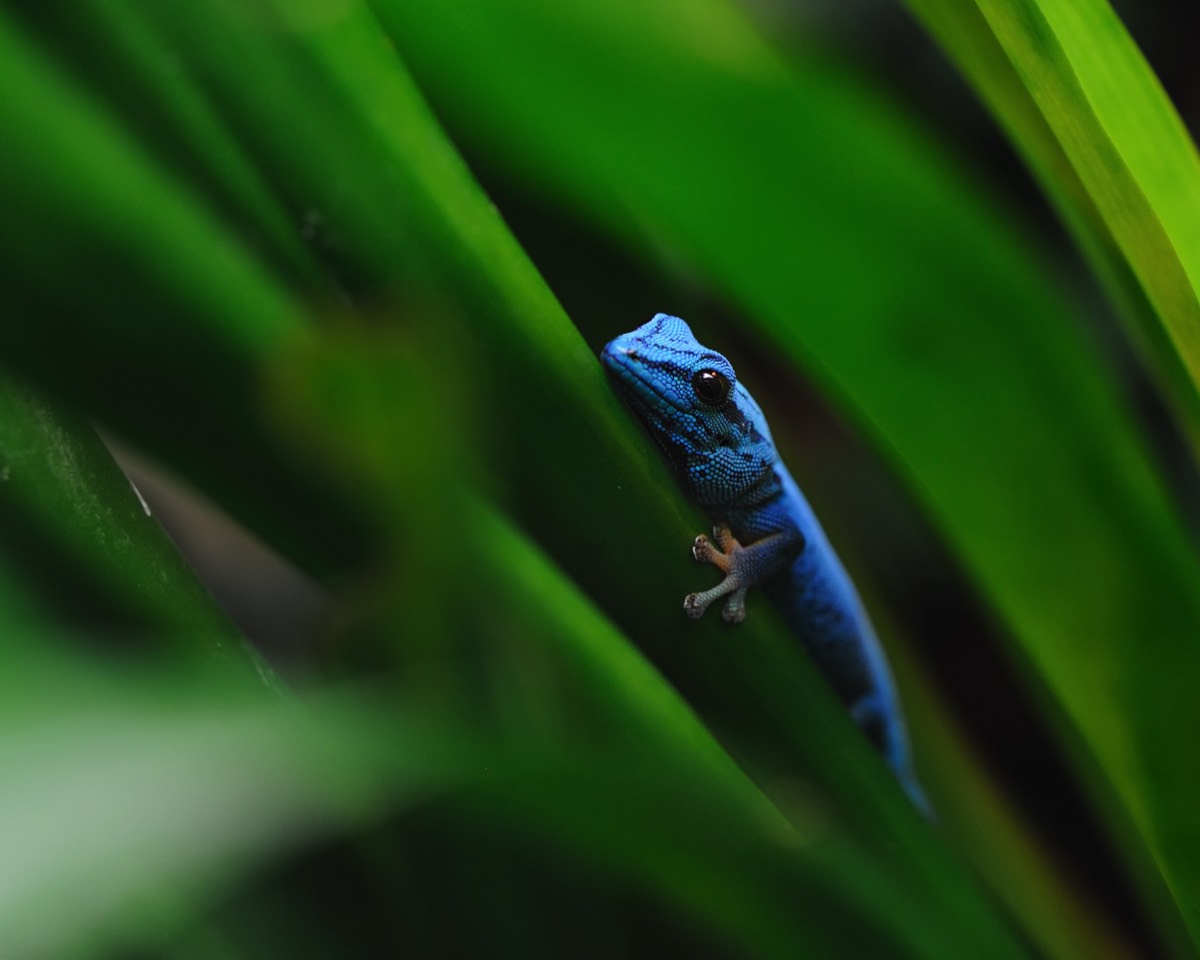 Türkisgecko