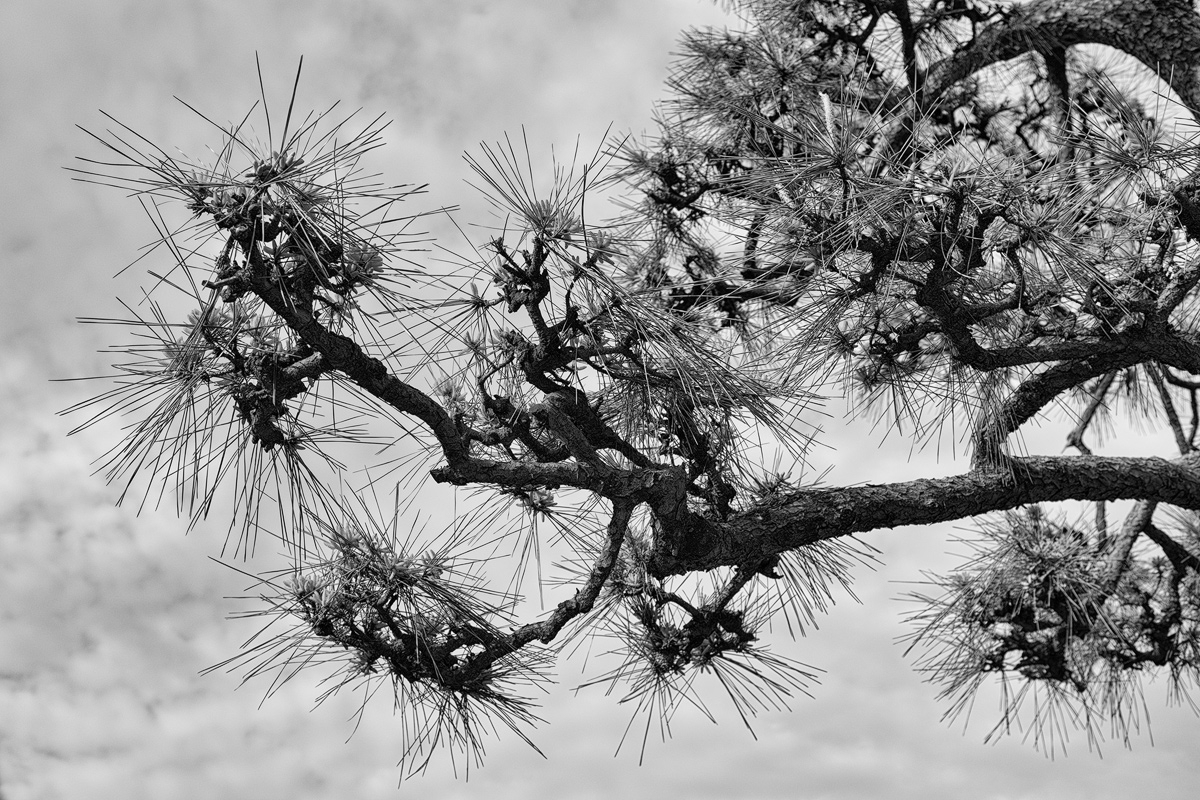 Tokyo pinus nigra